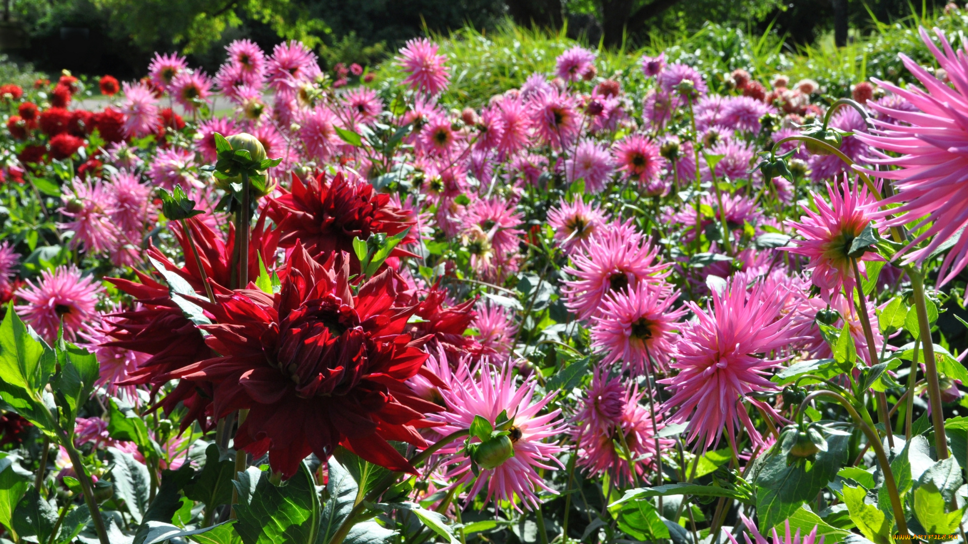 цветы, георгины, красота, природа, цветение, цветок, флора, георгина, растение, ярко