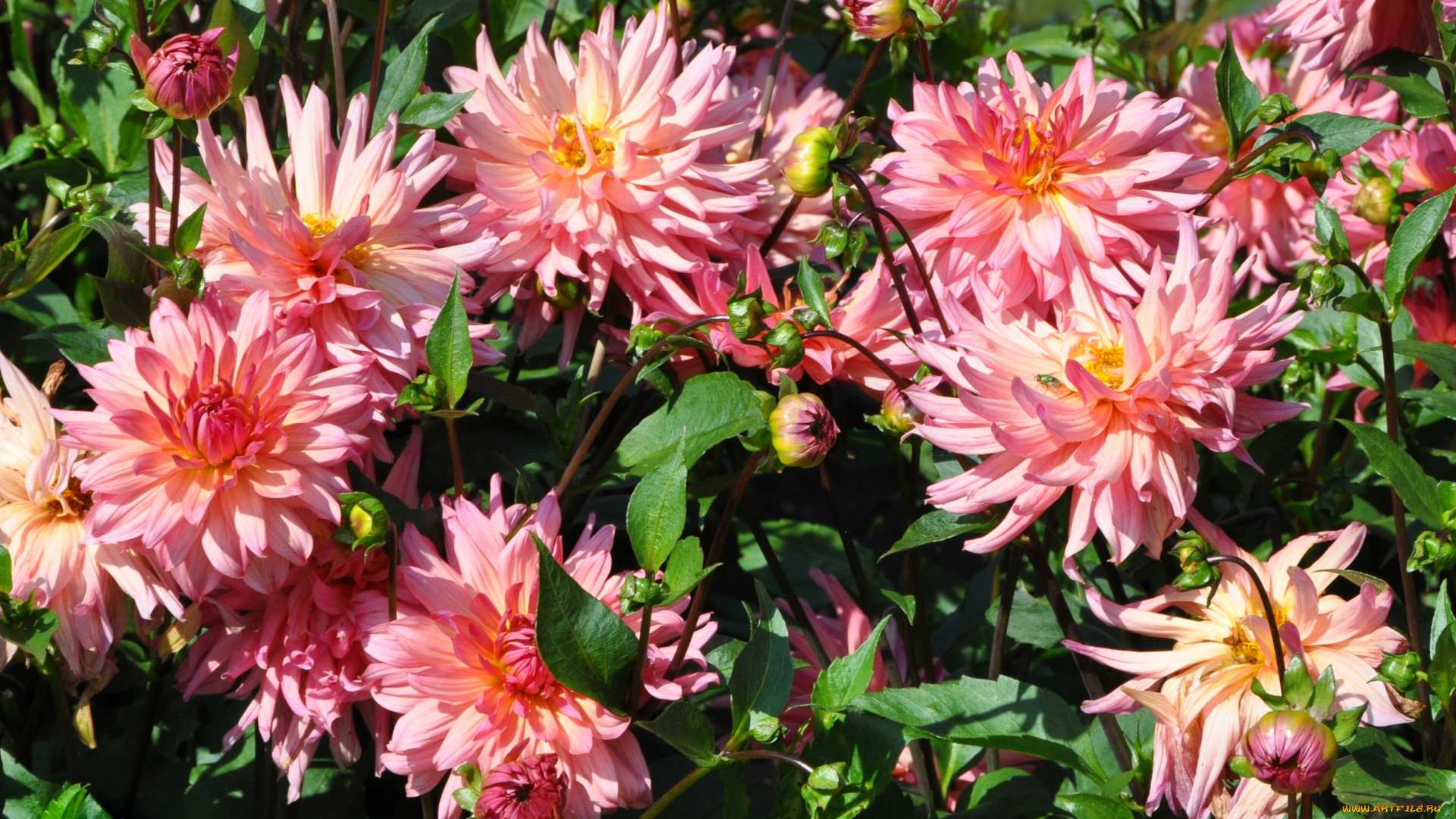 цветы, георгины, красота, природа, цветение, цветок, флора, георгина, растение, ярко