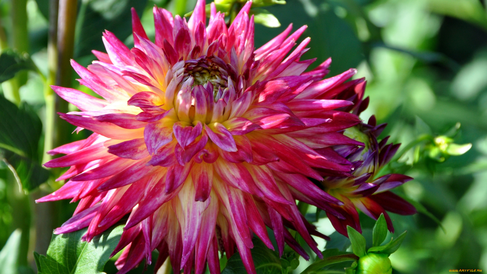 цветы, георгины, красота, природа, цветок, флора, георгина, растение, ярко, цветение