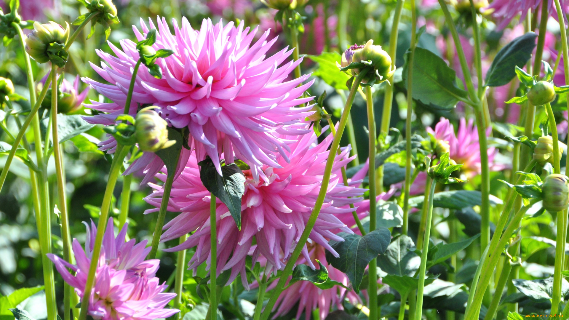 цветы, георгины, красота, природа, ярко, цветение, цветок, флора, георгина, растение