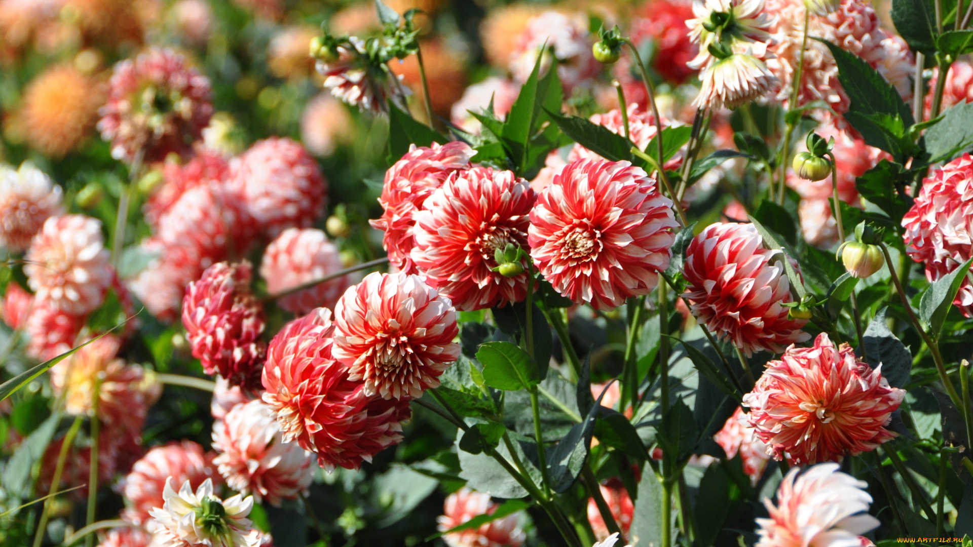 цветы, георгины, лепестки, бутоны, георгин, цветение