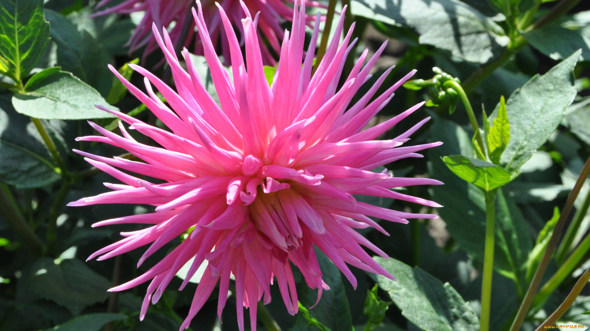 цветы, георгины, природа, цветение, цветок, флора, георгина, красота, растение, ярко