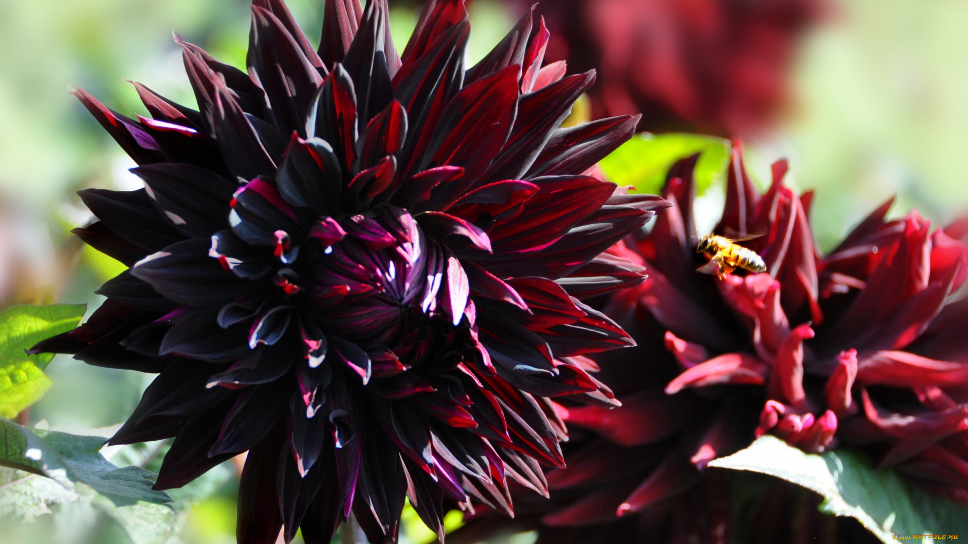 цветы, георгины, природа, цветение, цветок, флора, георгина, растение, ярко, красота