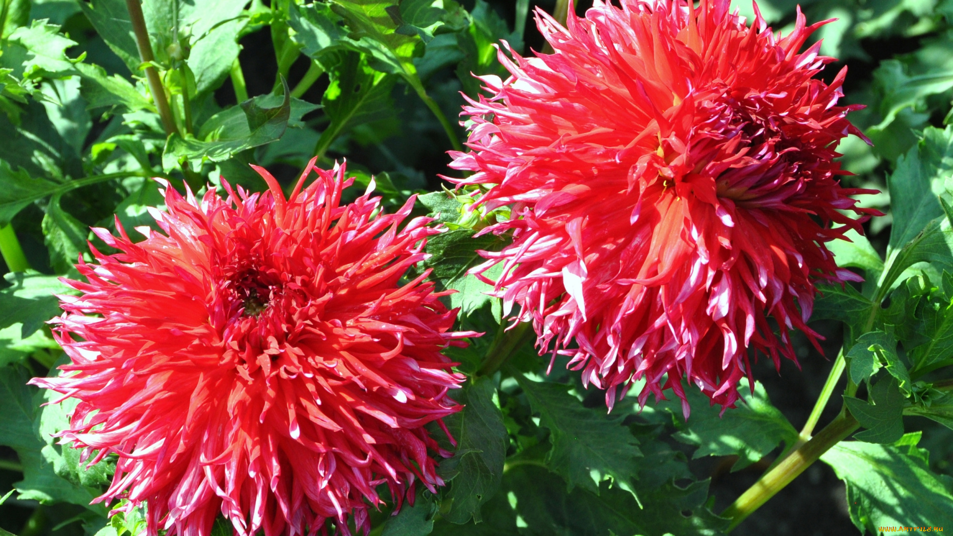 цветы, георгины, природа, георгина, флора, цветок, растение, ярко, цветение, красота