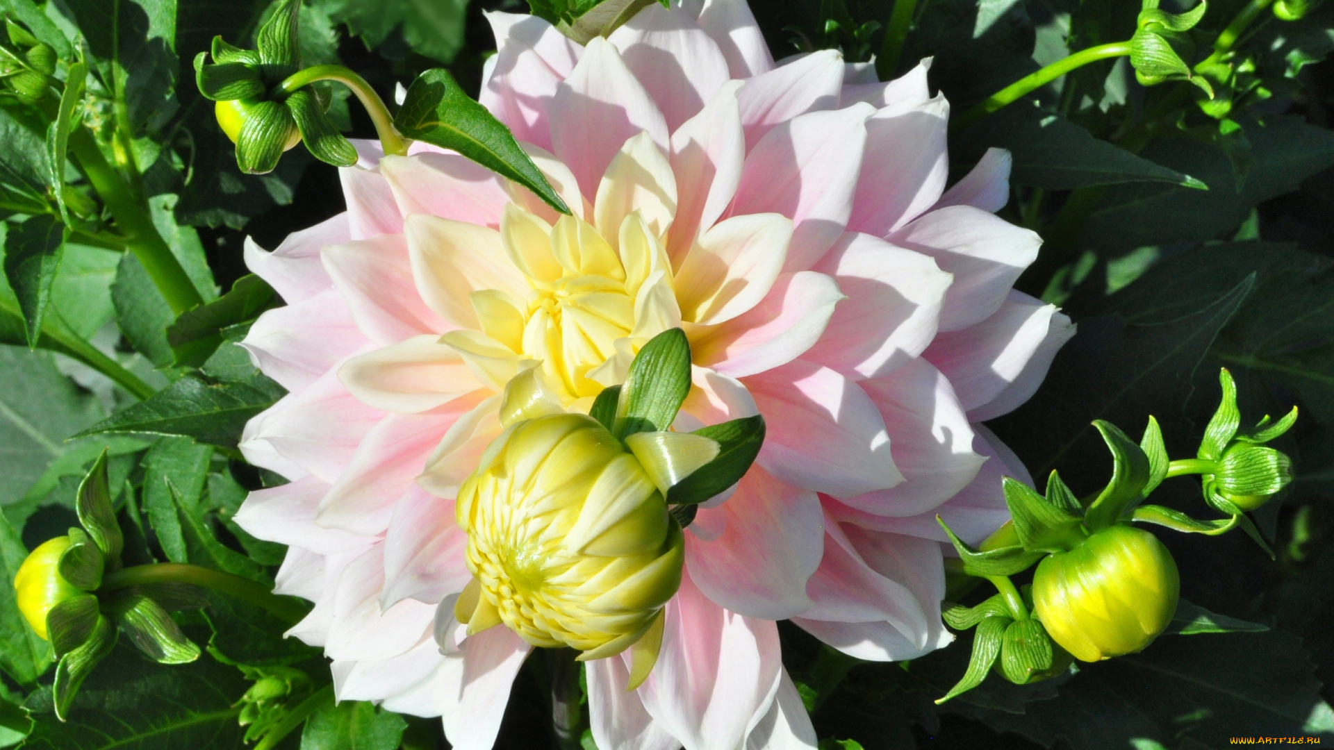 цветы, георгины, ярко, цветок, флора, георгина, цветение, природа, красота, растение