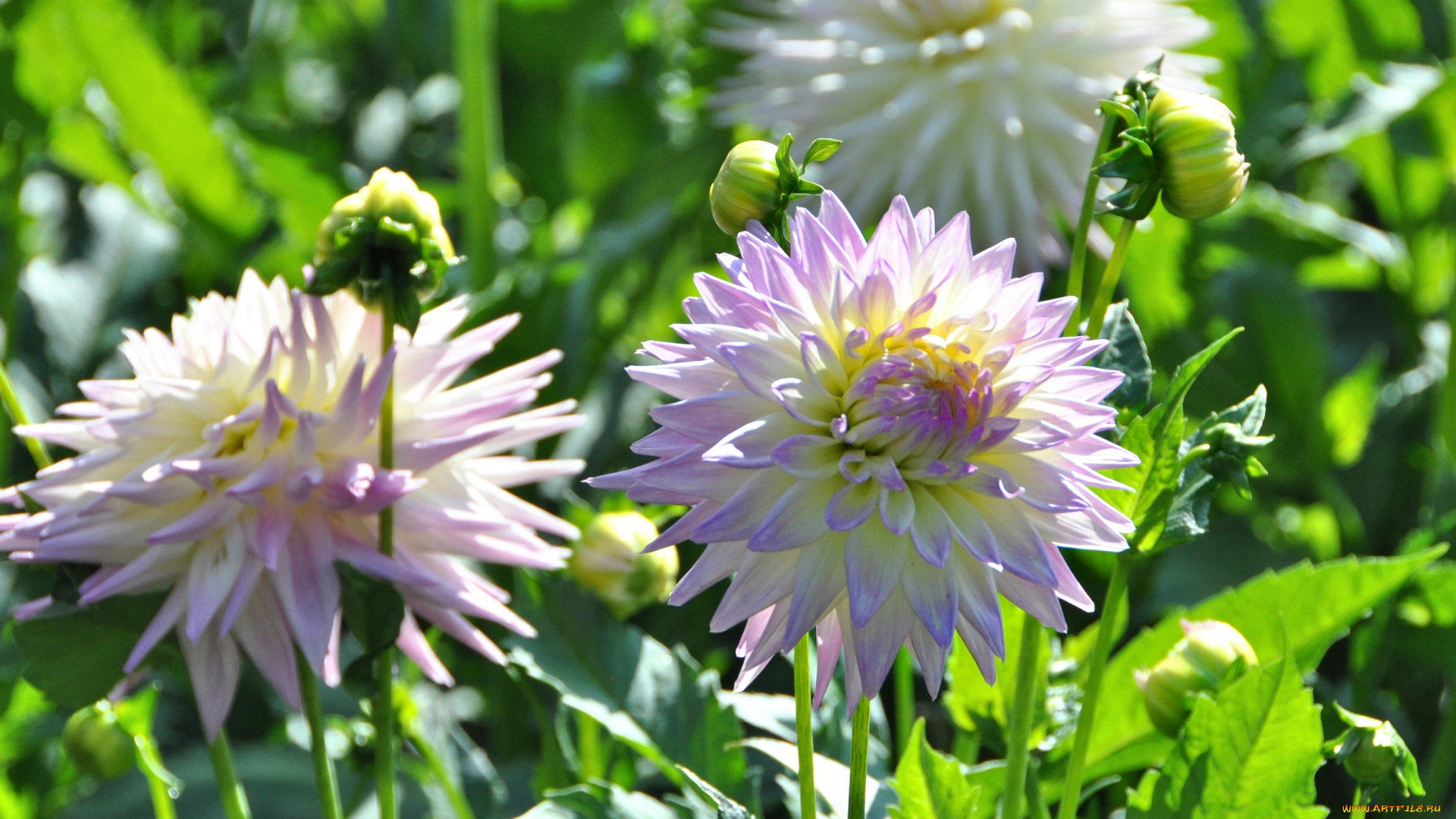 цветы, георгины, ярко, красота, природа, цветение, цветок, флора, георгина, растение