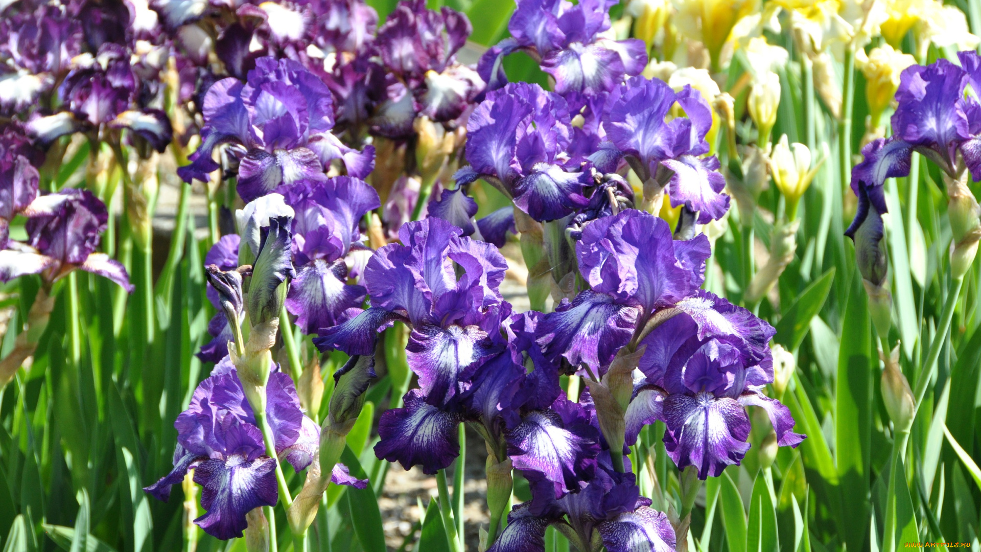 цветы, ирисы, май, флора, весна, красота