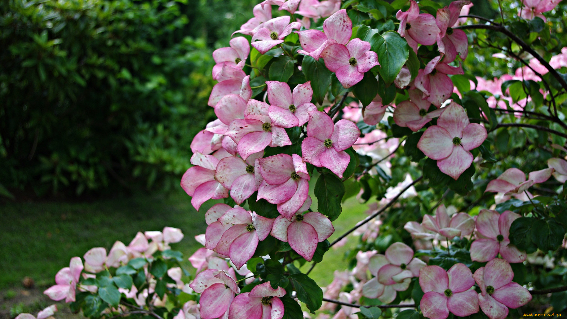 цветы, кизил, куст, розовый