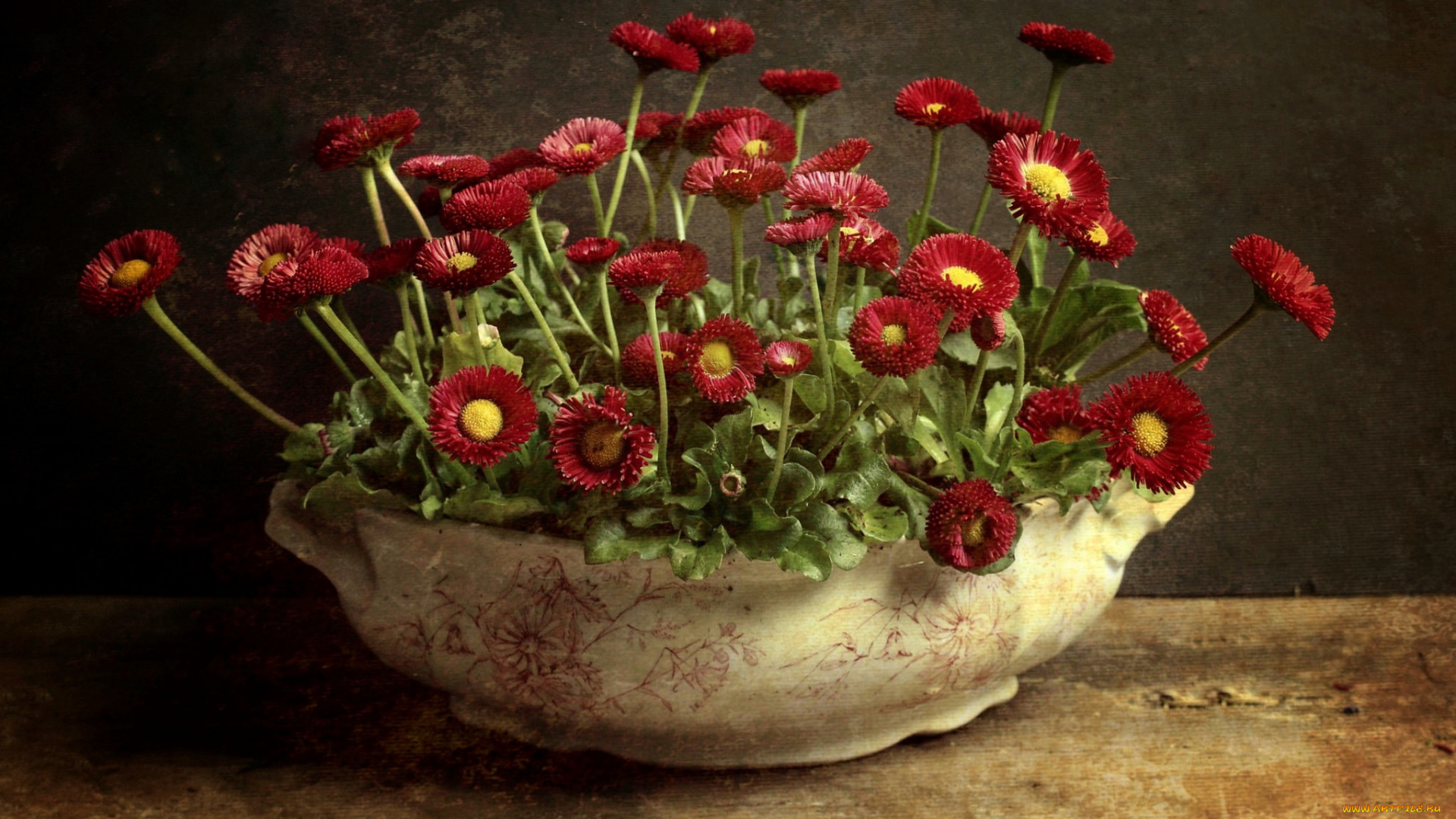 цветы, маргаритки, ваза, фон