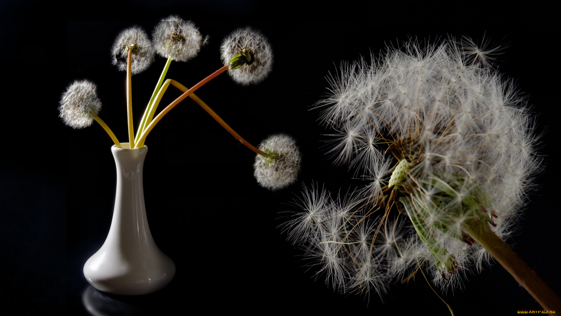 цветы, одуванчики, ваза, одуванчик