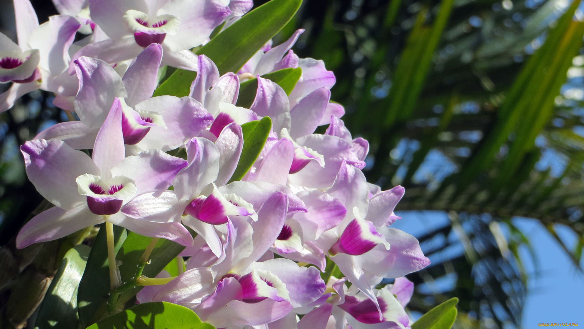 цветы, орхидеи, orchids, цветение, flowers, flowering