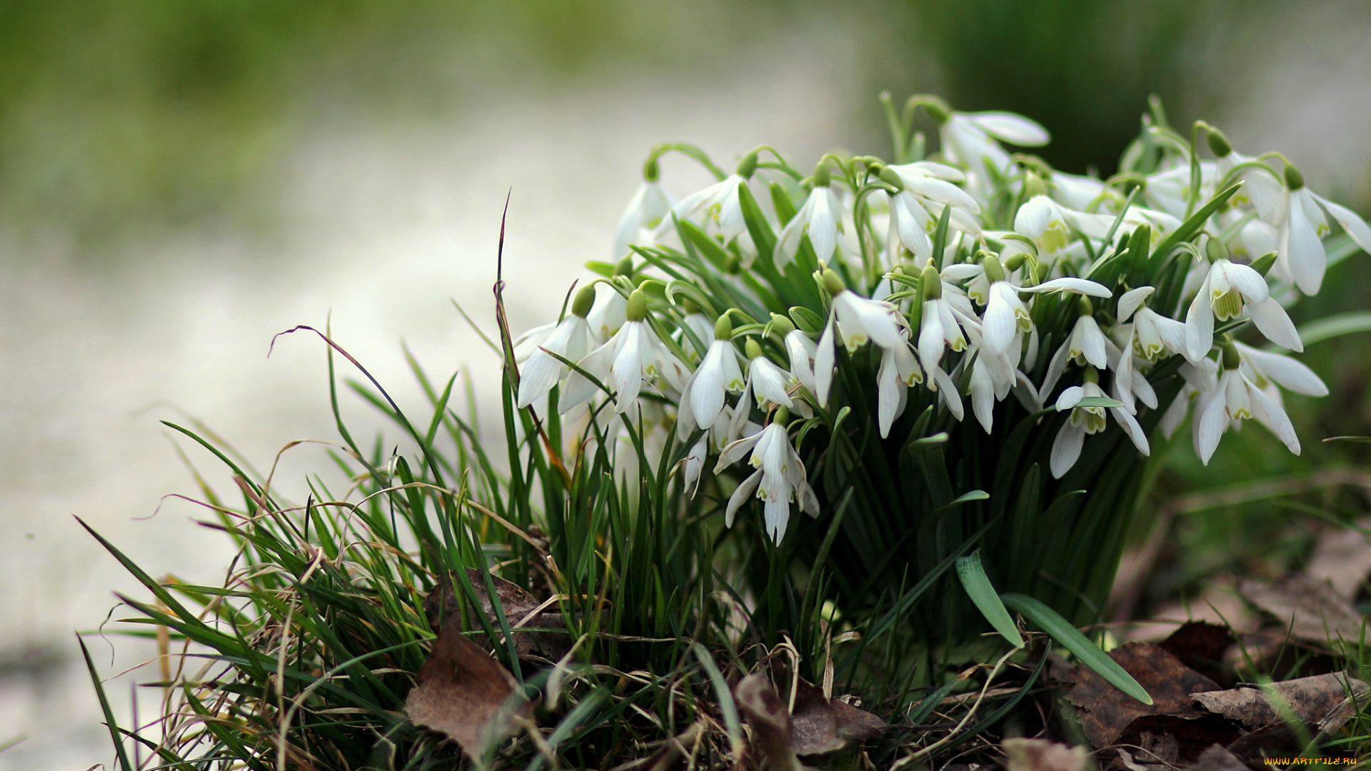 цветы, подснежники, , белоцветники, , пролески, флора, листва, ручей, природа, лес, галантусы, весна