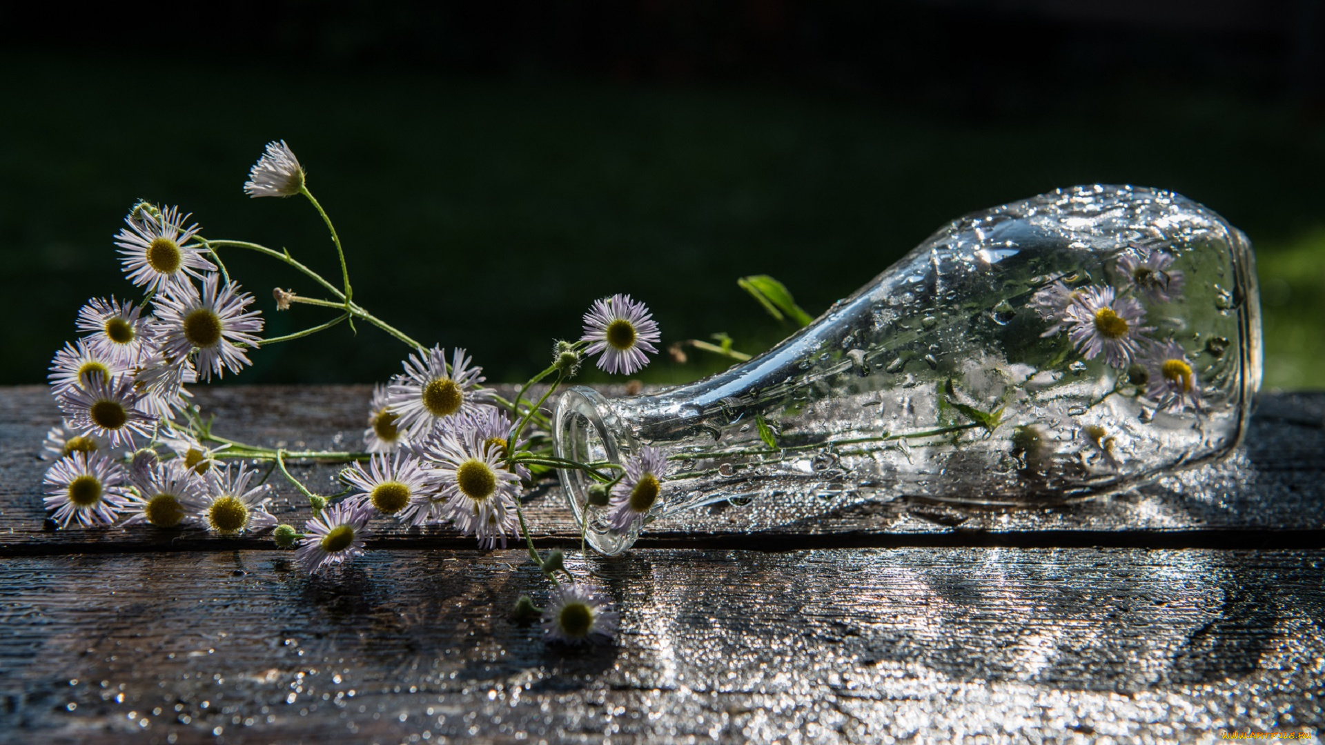 цветы, ромашки, ваза, капли