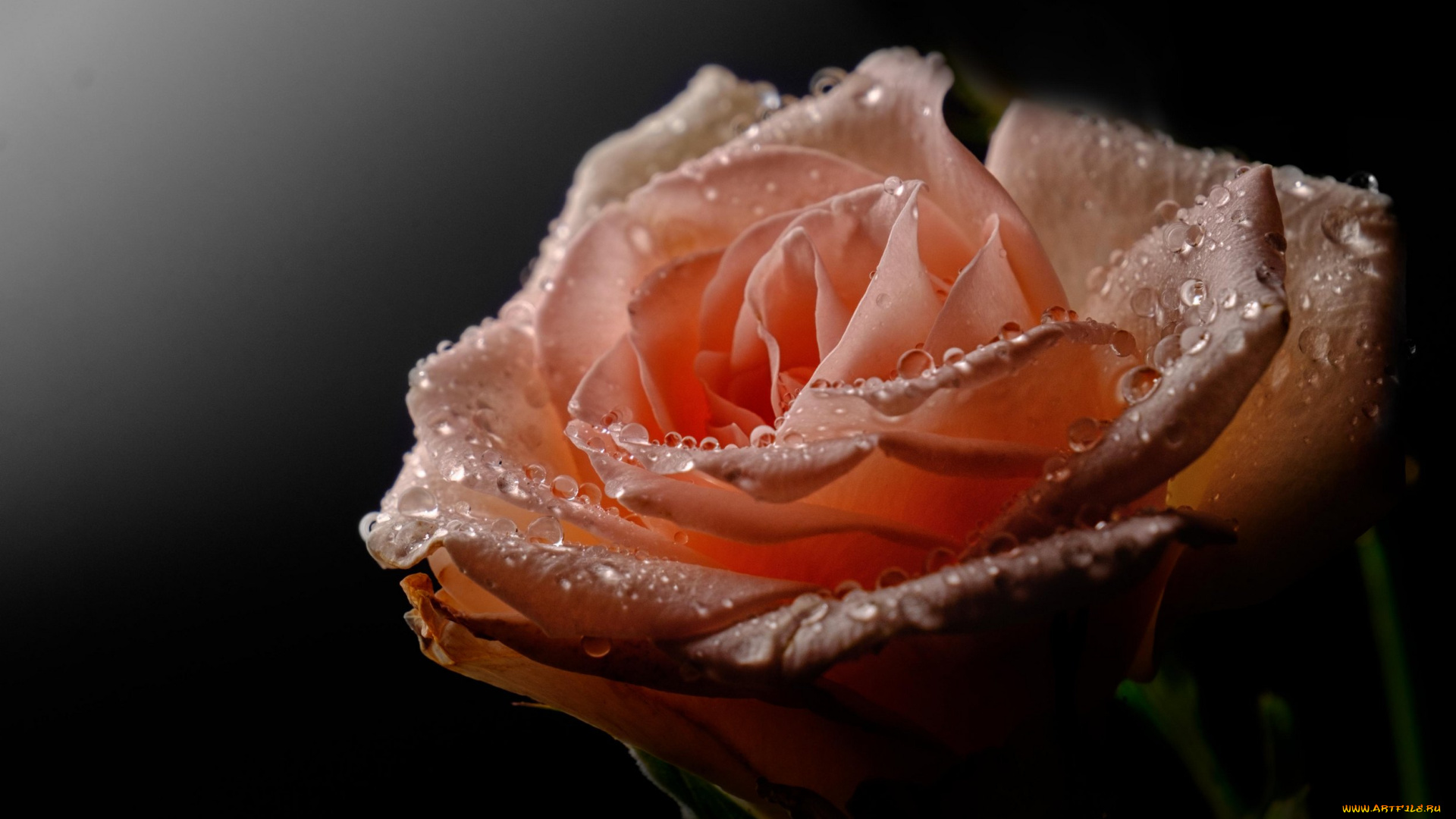 цветы, розы, цветение, лепестки, розовая, бутон, роза