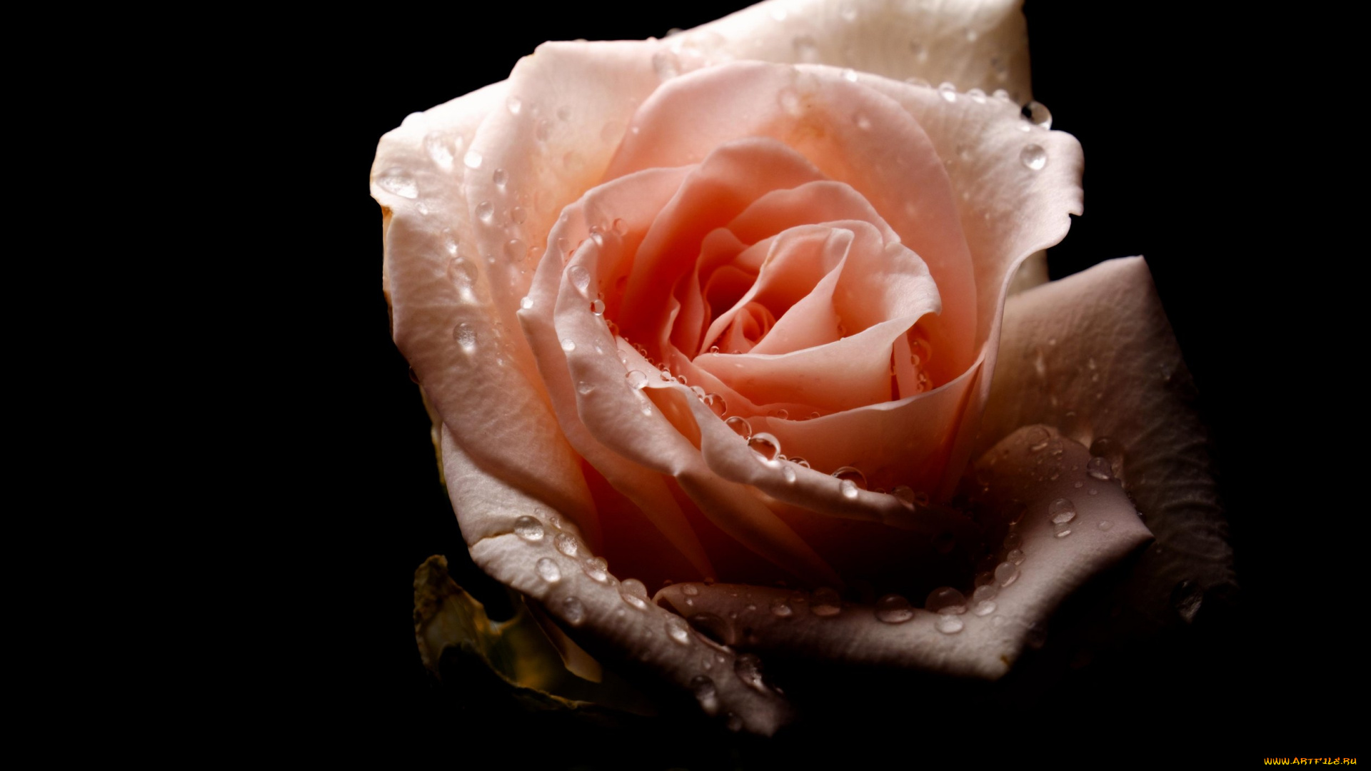 цветы, розы, цветение, лепестки, розовая, листья, роза