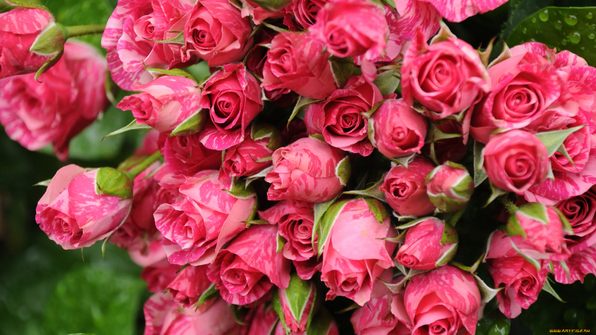 цветы, розы, охапка, пестрый, бутоны