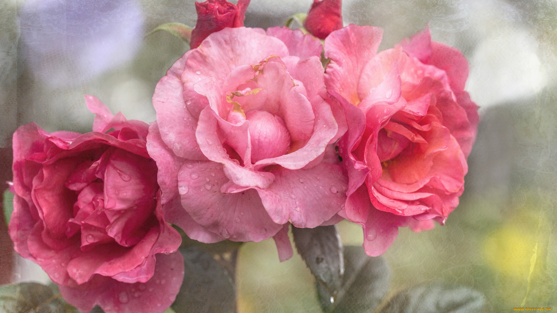 цветы, розы, роза, текстура, лепестки