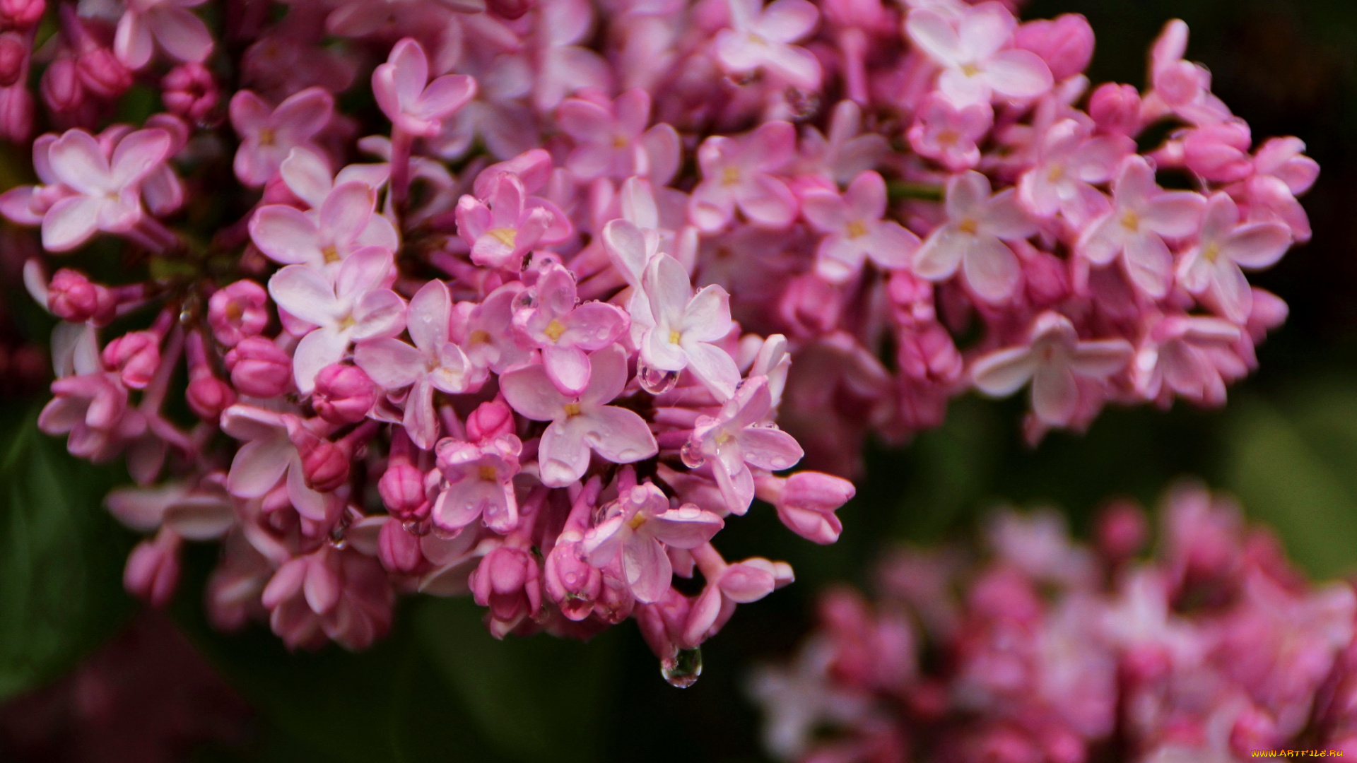 цветы, сирень, цветение, июнь, макро, радость, куст, ветка, красота, эстония, сад, флора, капли, настроение, картинки, лето