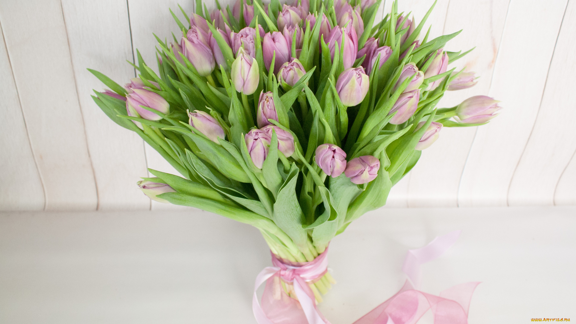 цветы, тюльпаны, капли, цветение, лепестки, бутоны