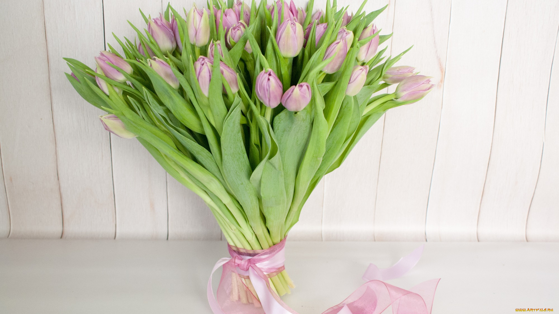 цветы, тюльпаны, лепестки, листья, бутоны, цветение, яркость