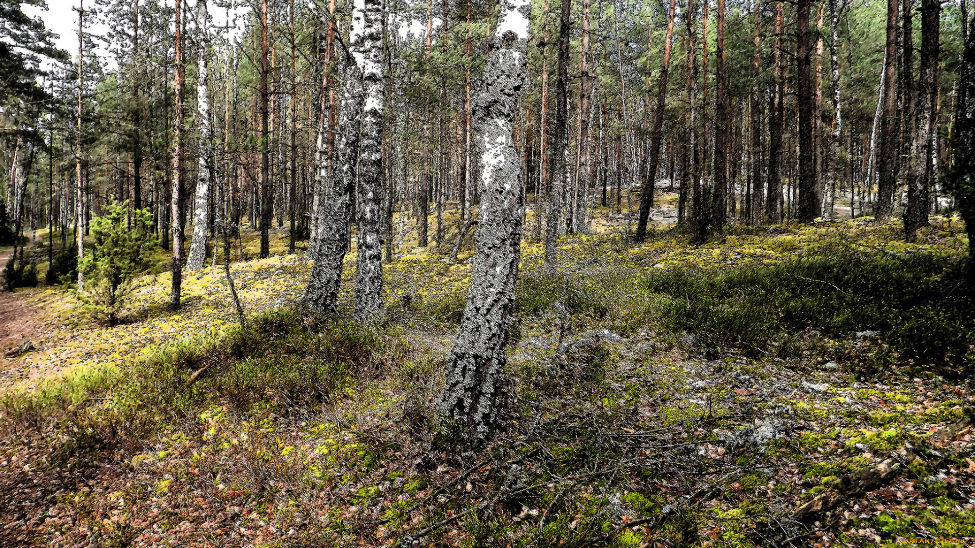 природа, лес, простор