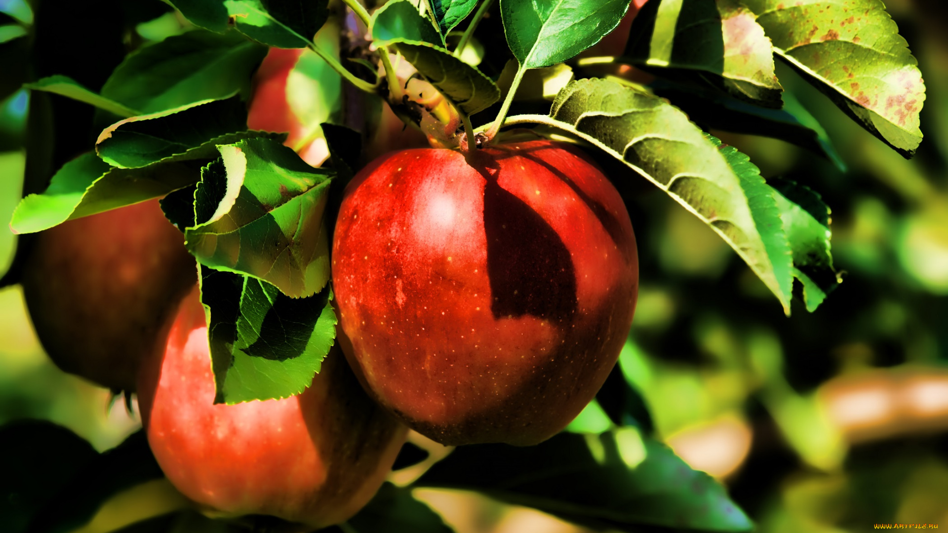 природа, плоды, лето, яблоки