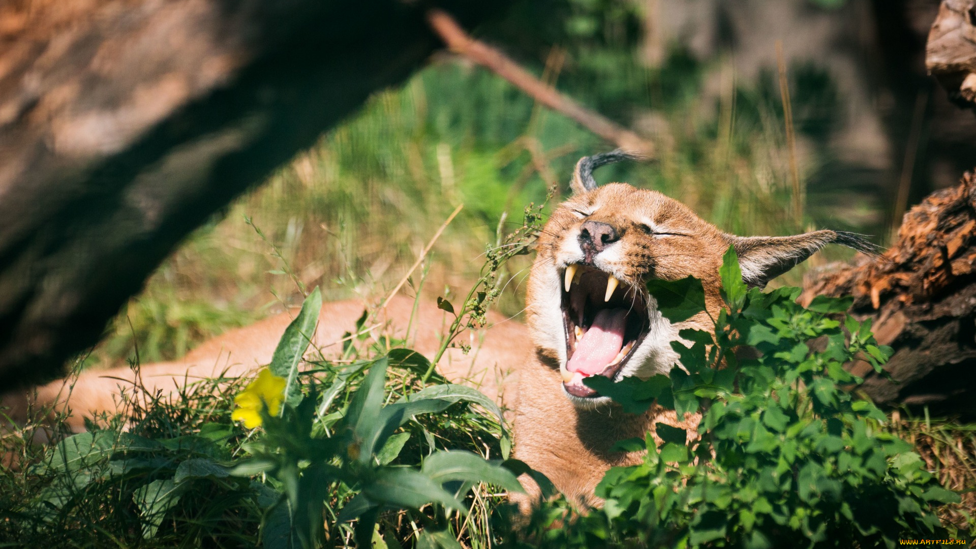 животные, дикие, кошки, сухостой, растения, оскал