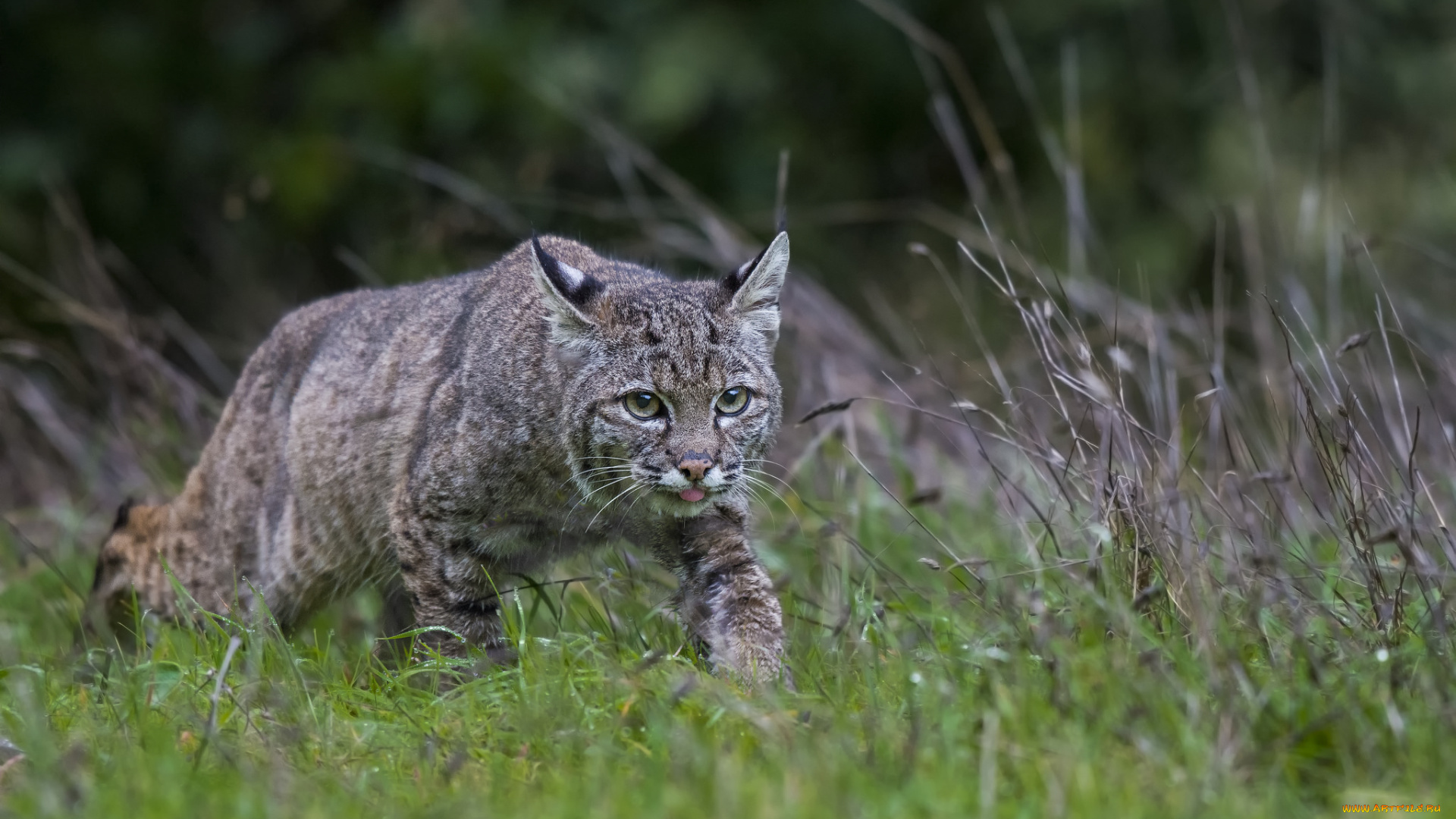 животные, дикие, кошки, трава, природа, дикий, кот, охота, язык