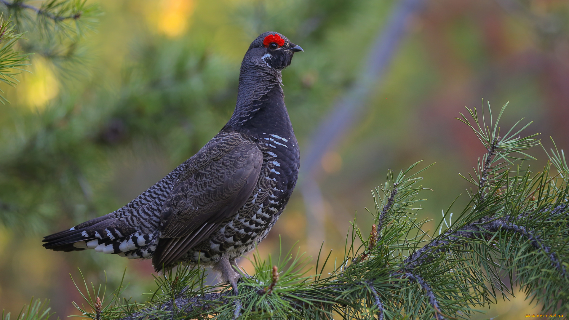 животные, фазаны, дерево, фазан, ветки, птица, природа