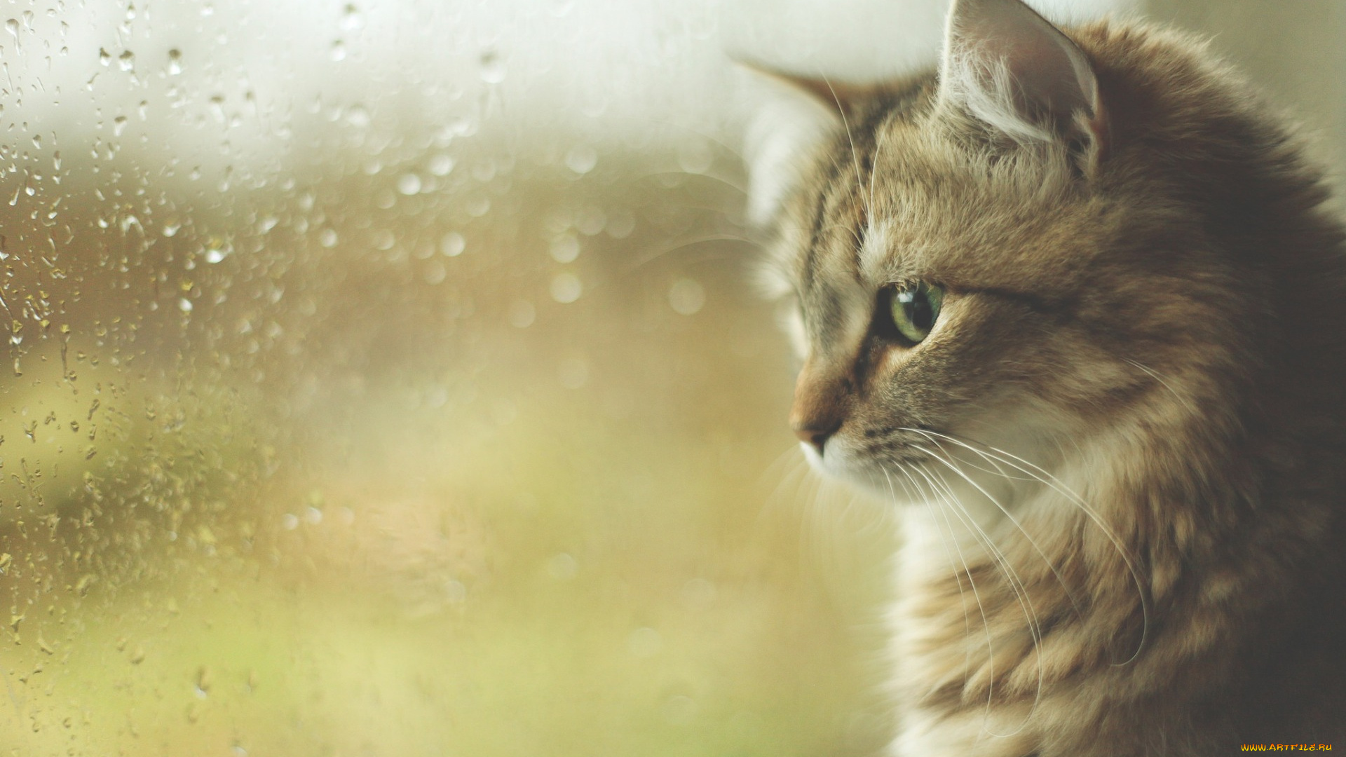 животные, коты, анфас, морда