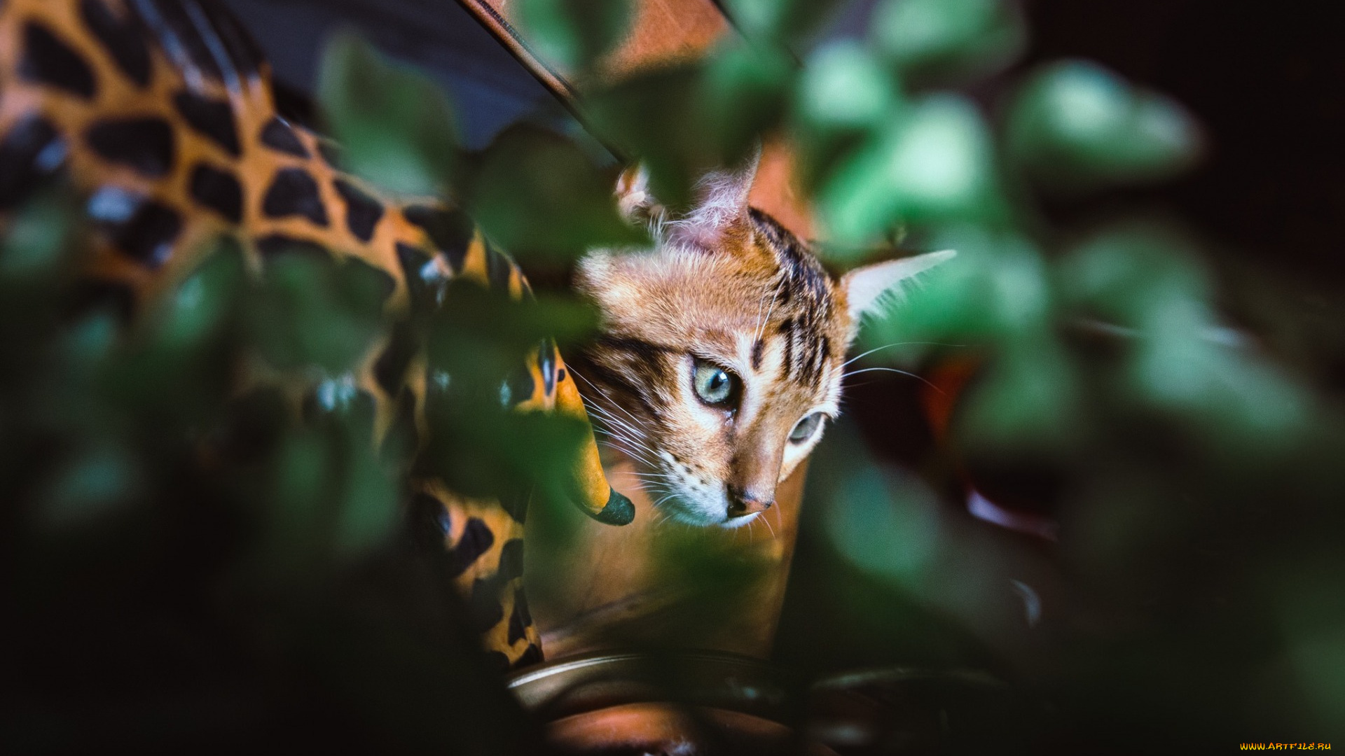 животные, коты, растения, морда