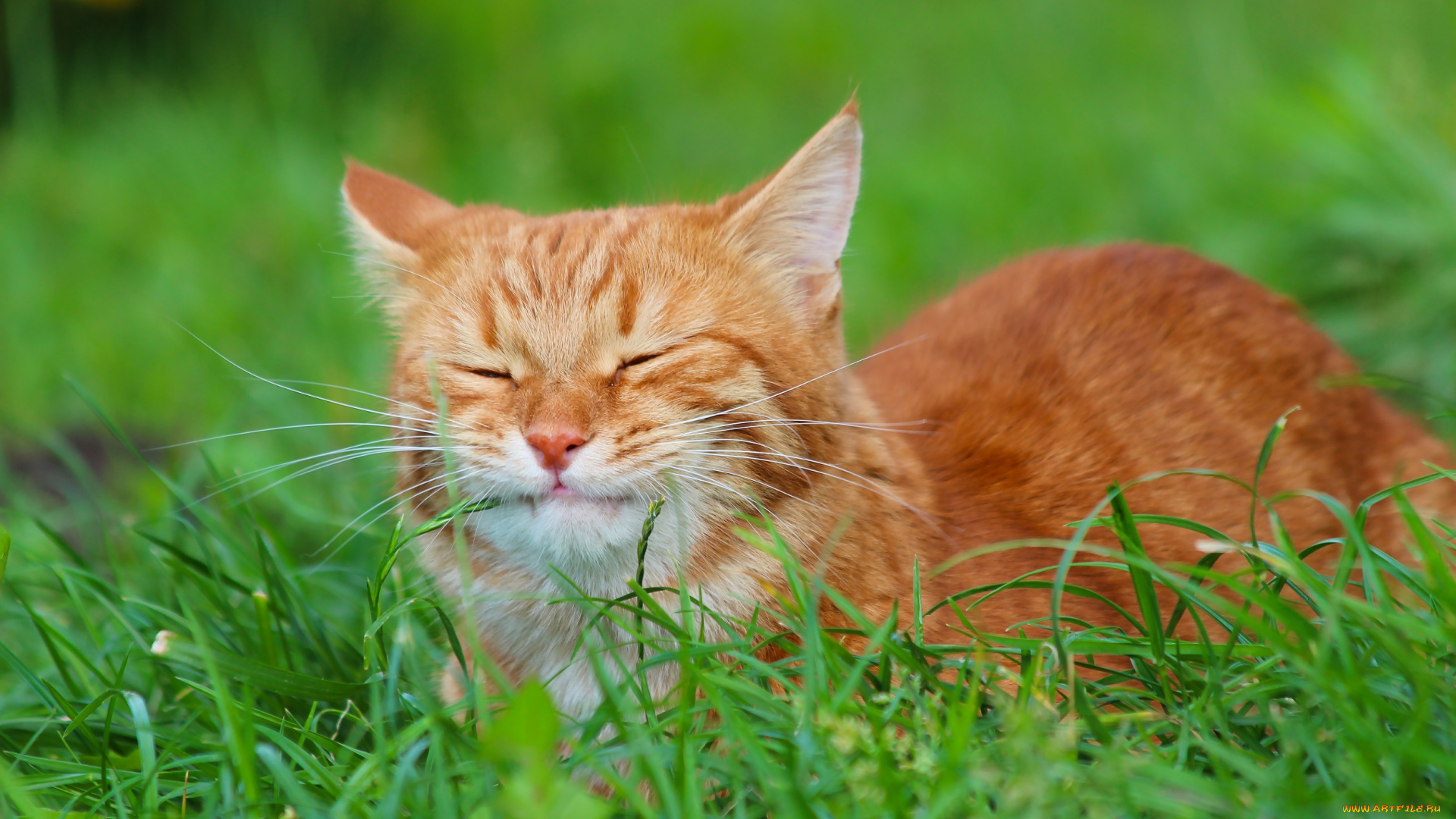 животные, коты, стёпка, осень, рыжий, кот, природа, кошки, степна