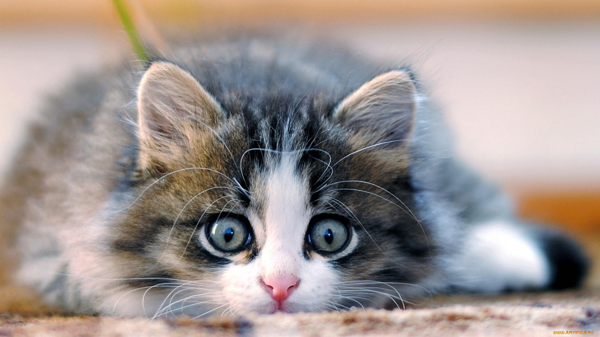 животные, коты, взгляд, морда