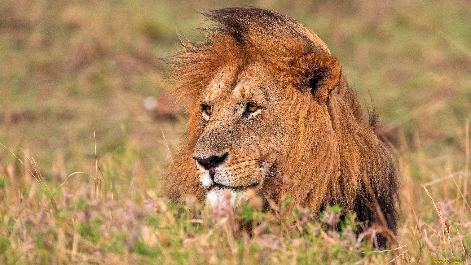 животные, львы, морда, растения, грива