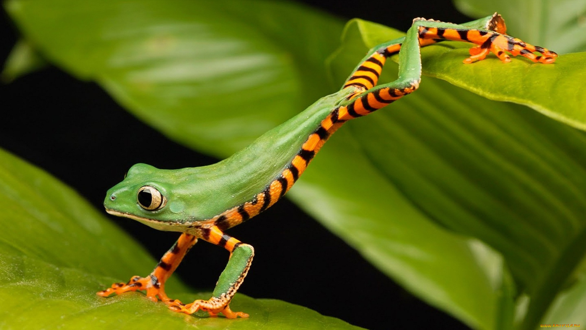 животные, лягушки, лягушка, зеленая