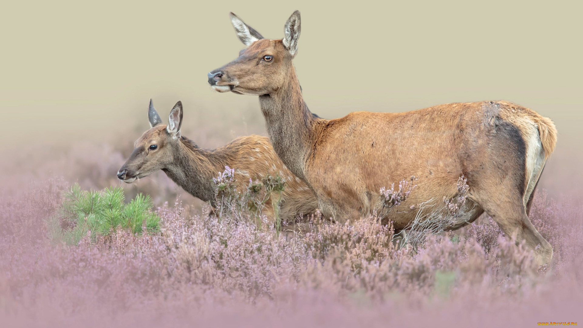 животные, олени, пара, природа