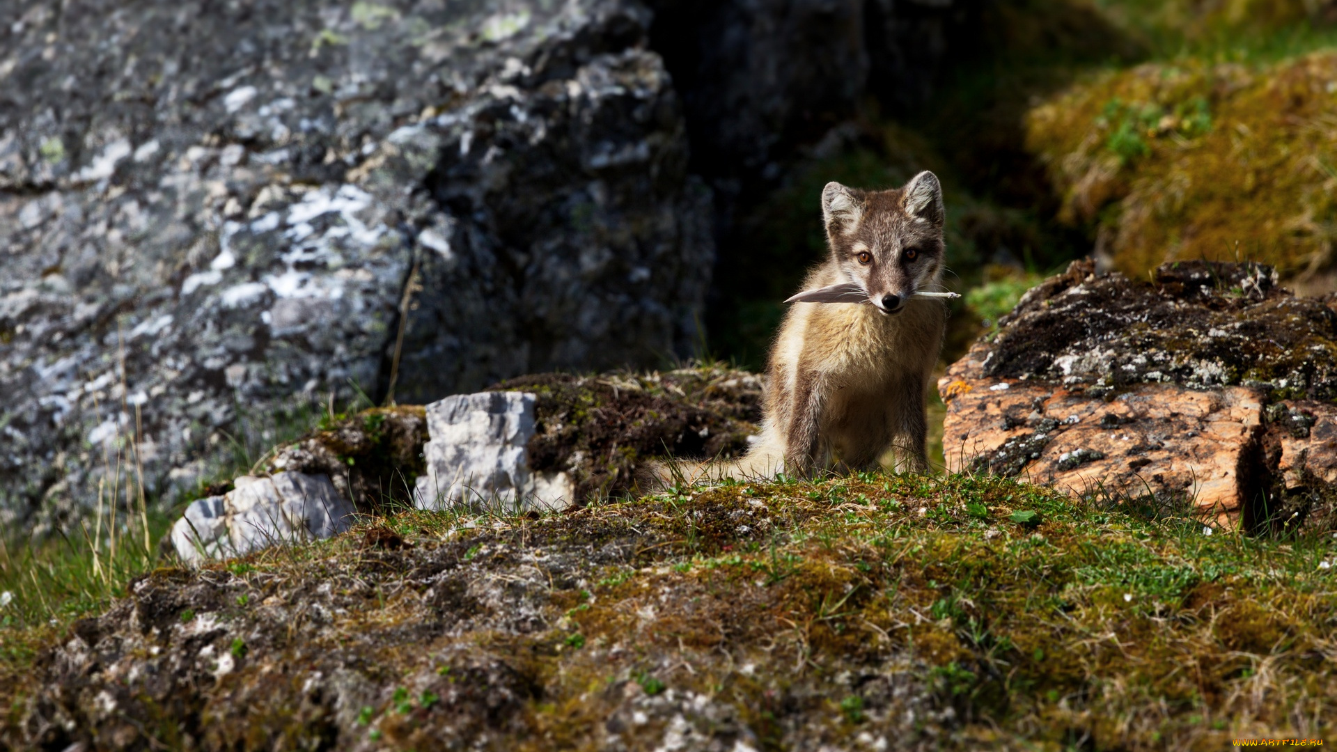 животные, песцы, горы, игра, группа, трава