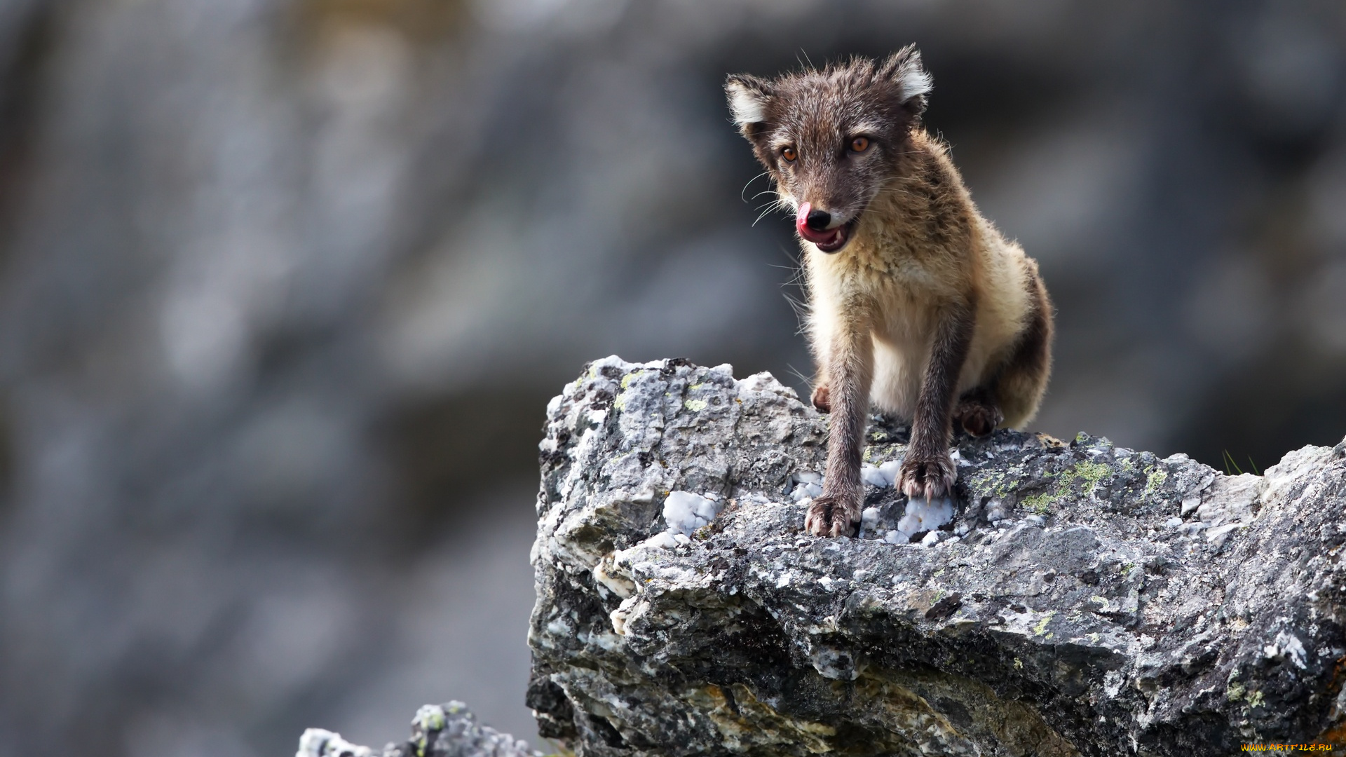 животные, песцы, горы, трава, игра, группа