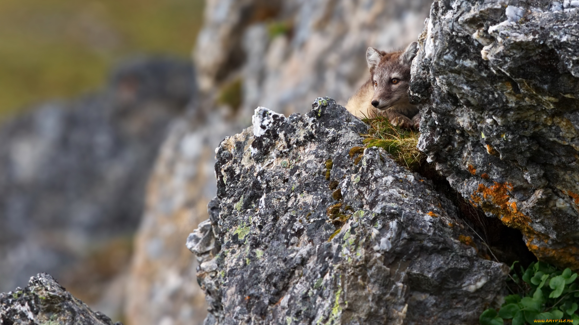 животные, песцы, группа, трава, горы, игра