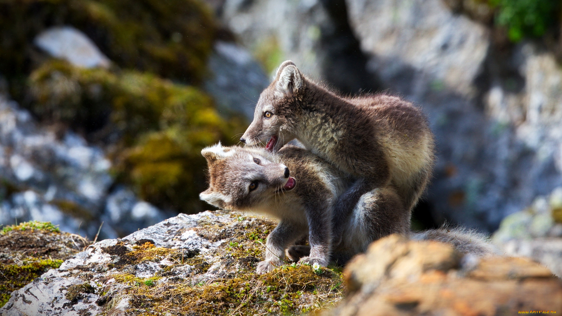 животные, песцы, игра, группа, горы, трава