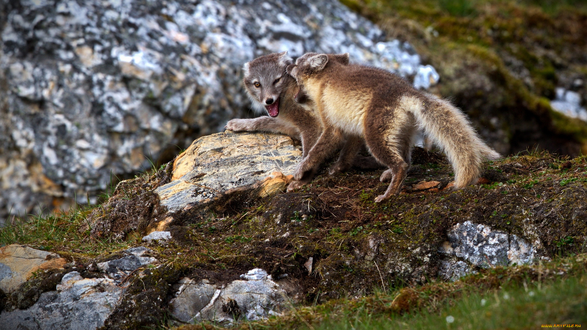 животные, песцы, трава, горы, группа, игра