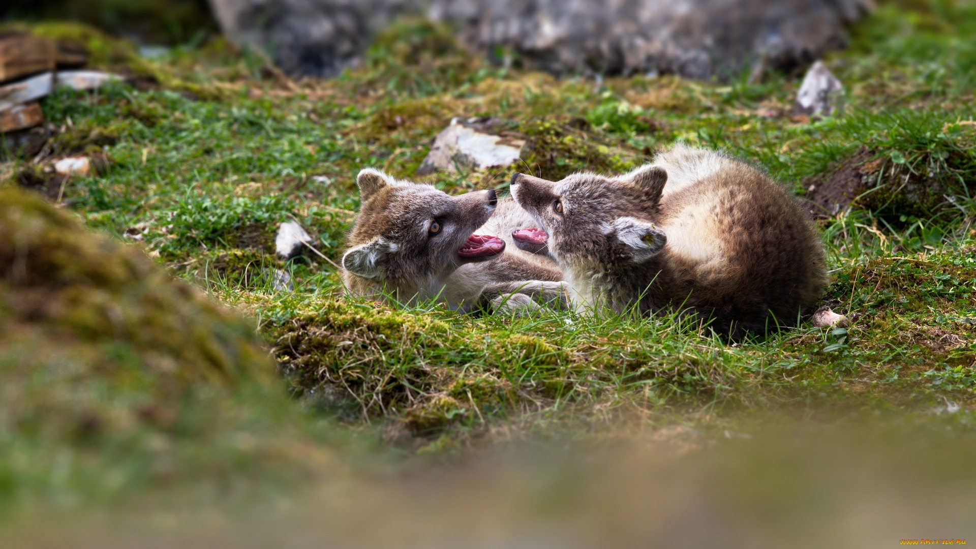 животные, песцы, трава, горы, игра, группа