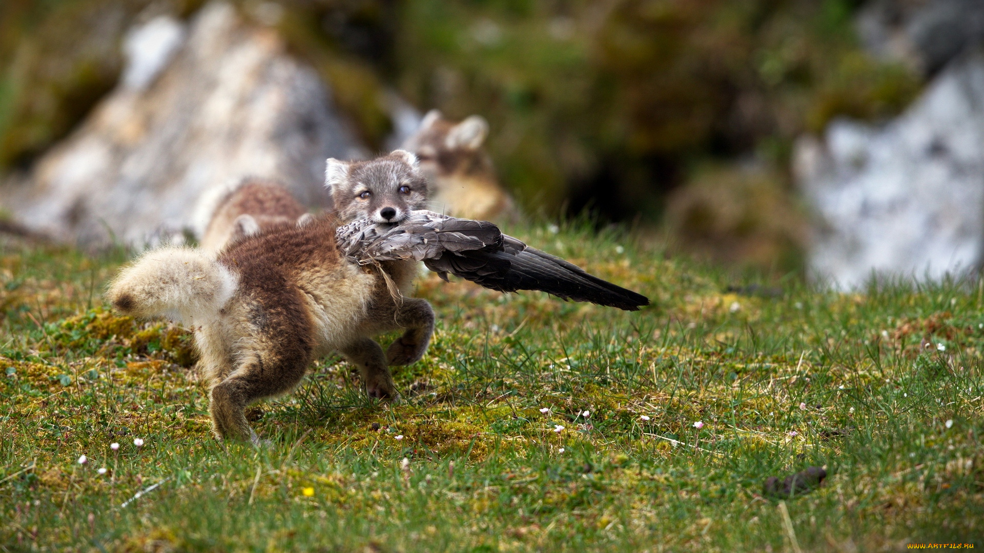 животные, песцы, трава, горы, игра, группа