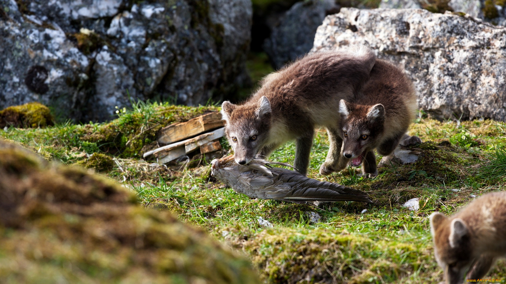 животные, песцы, трава, горы, игра, группа