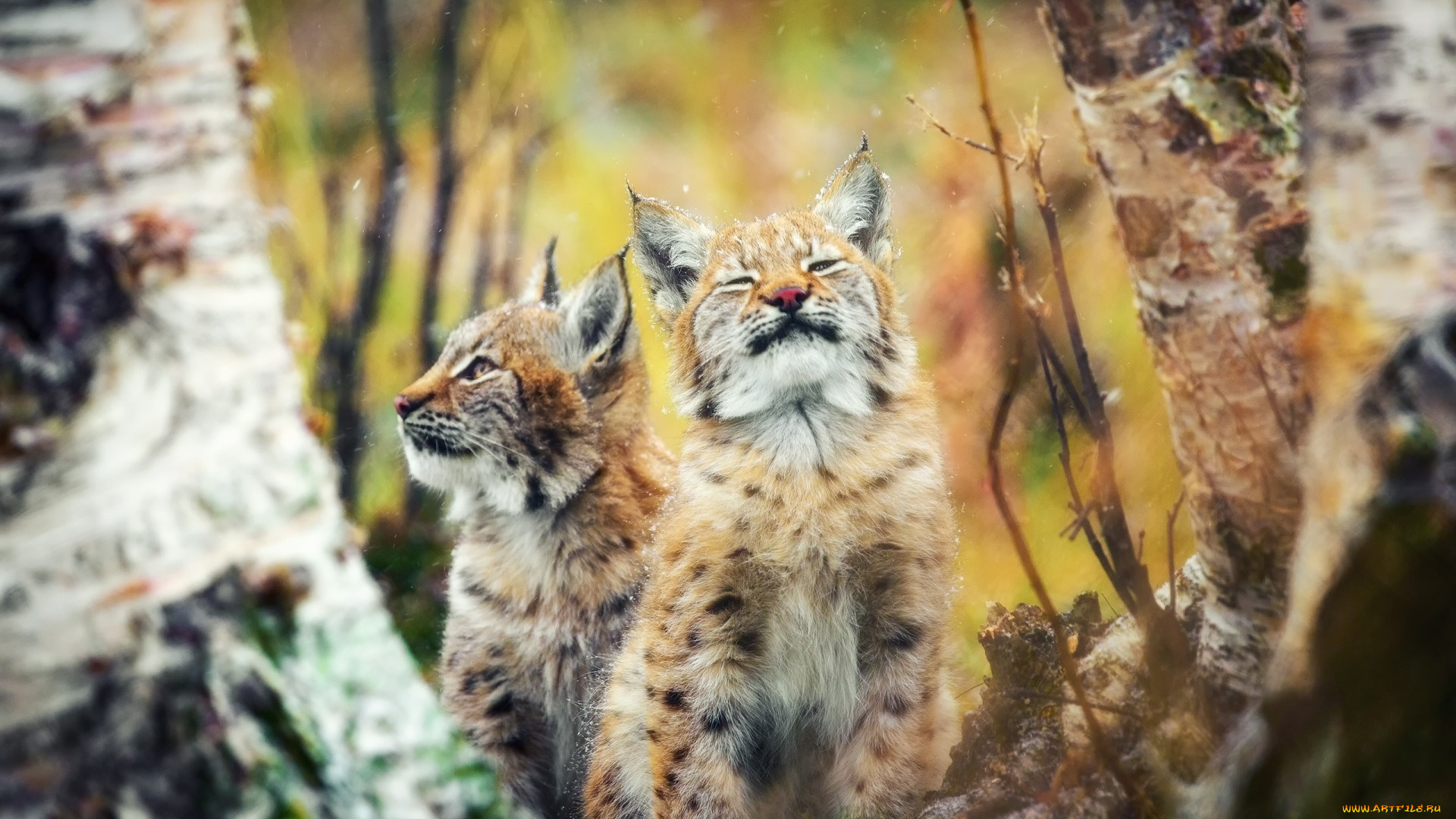 животные, рыси, морда, двое, растения