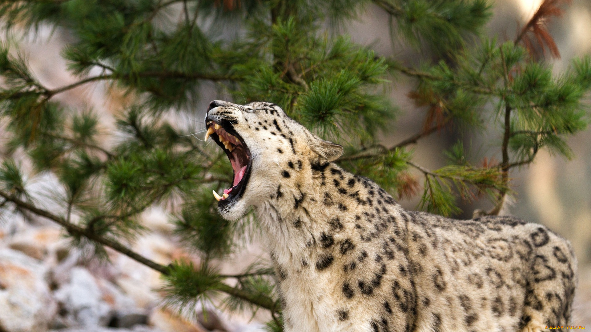 животные, снежный, барс, , ирбис, ветки, оскал