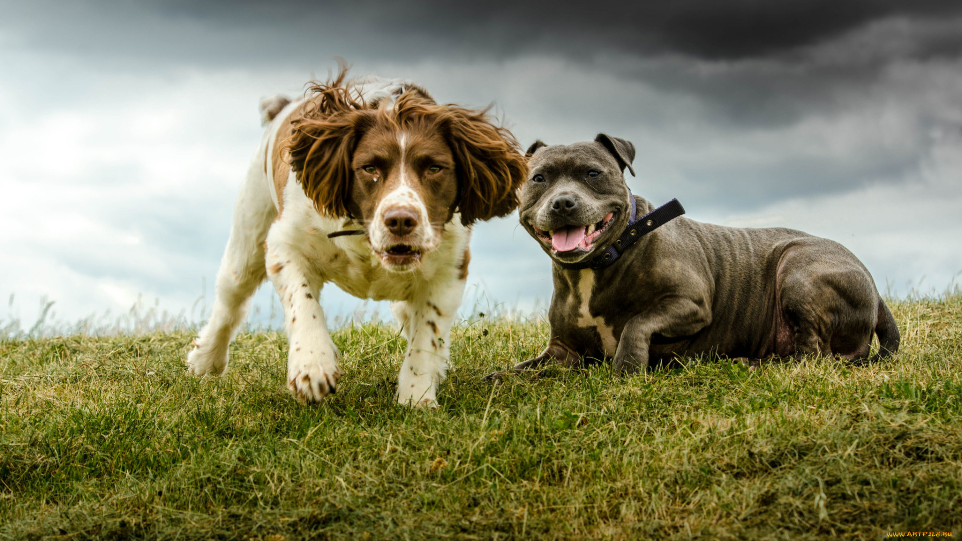 животные, собаки, песик