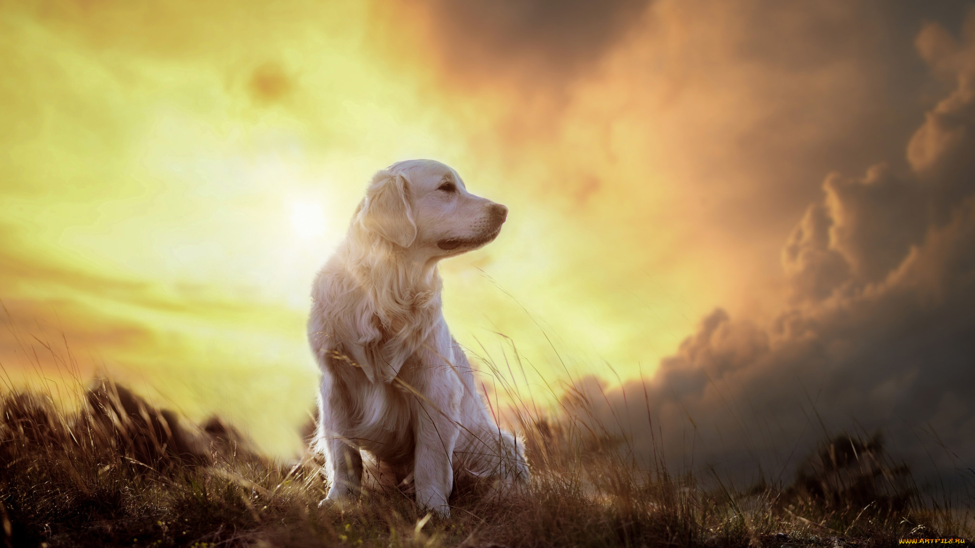 животные, собаки, песик