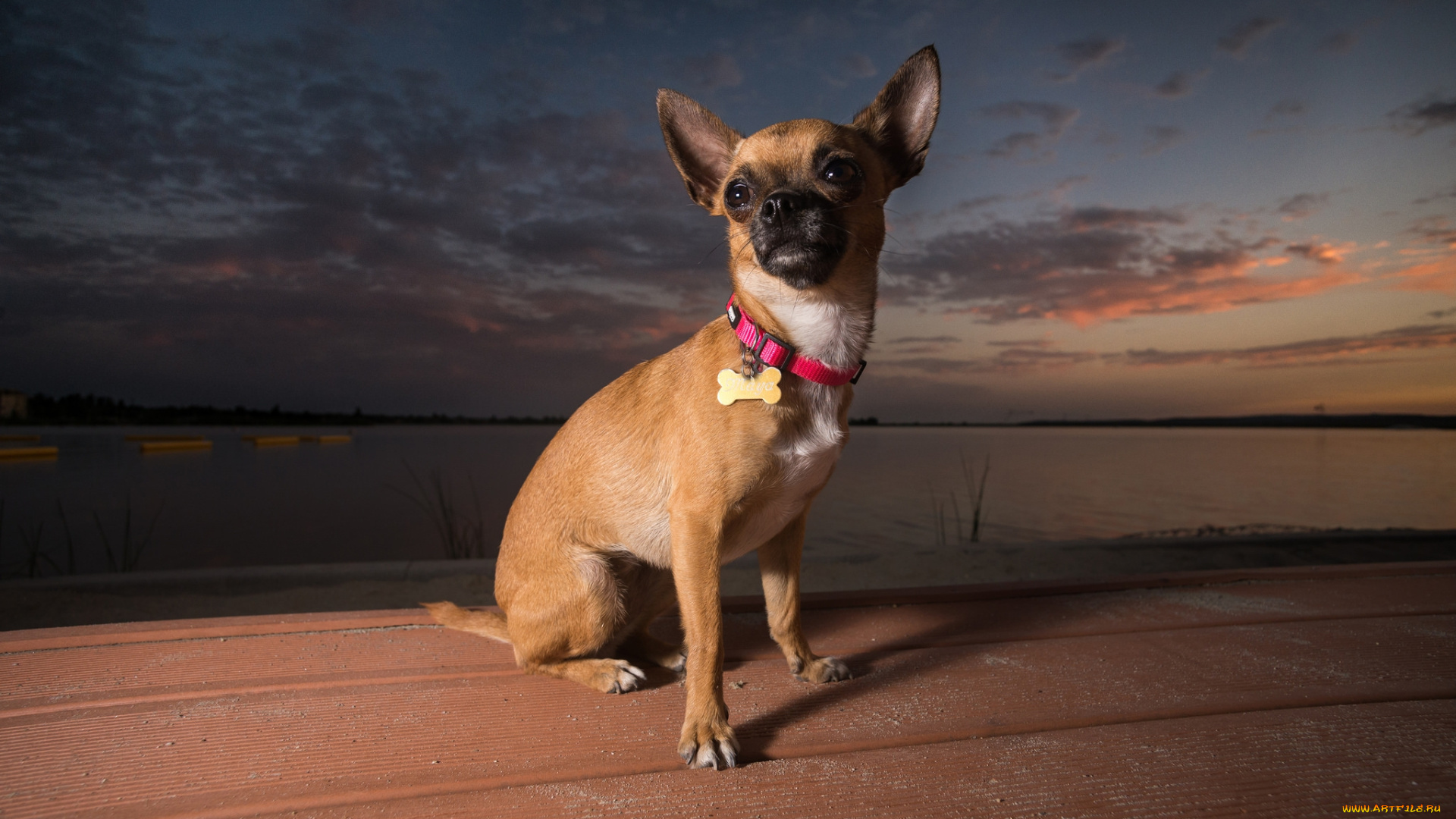 животные, собаки, песик