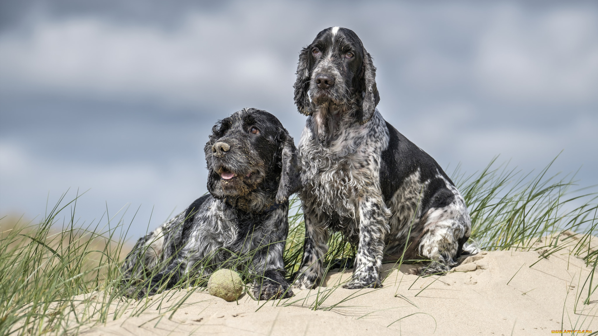 животные, собаки, песик